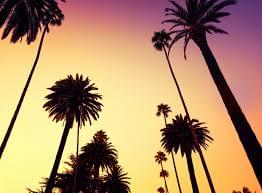 calif palms daybreak