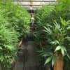 greenhouse cannabis