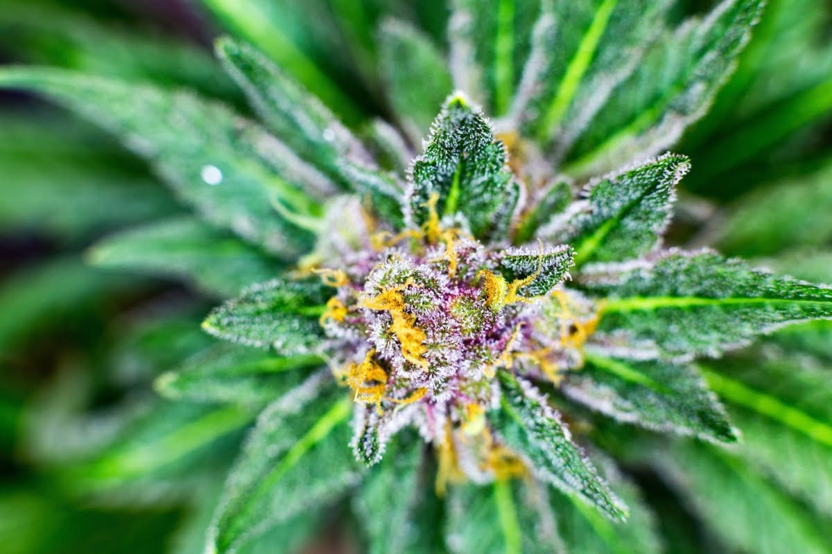 What Is the Best CBD Flower to Smoke? Your Complete Guide