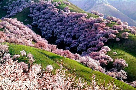 Yili Apricot Valley, China