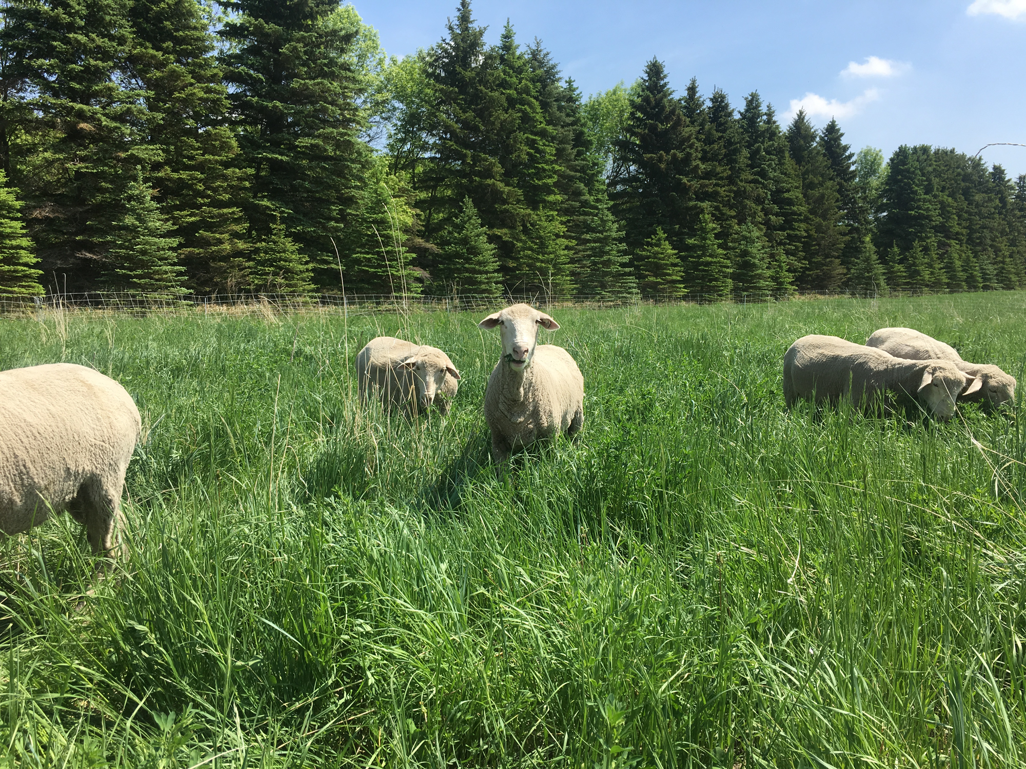 Grazing-sheep