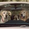 Dogs in Subaru ads