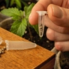 How to safely store medical cannabis seeds