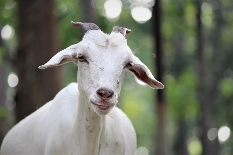 10 Reasons To Choose Holle Goat Formula