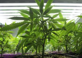 How to Get a Cultivation License to Grow 99 Cannabis Plants in California
