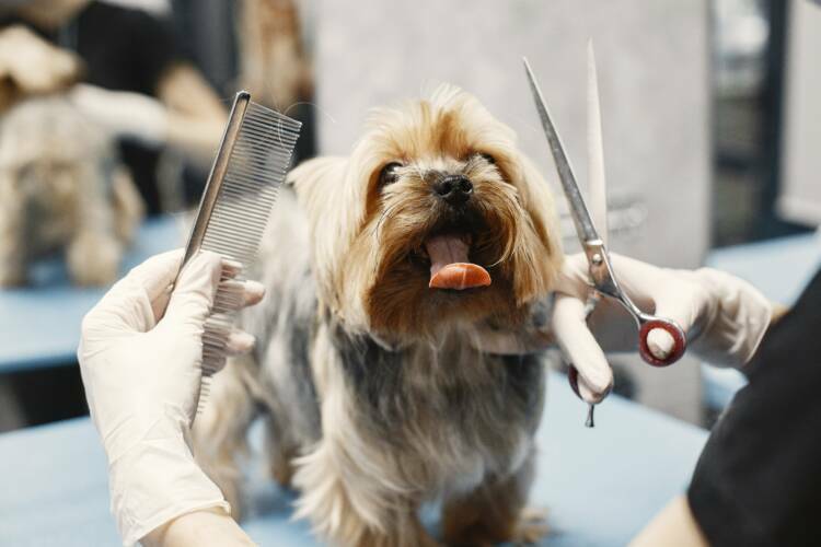 5 Tips For Starting A Dog Grooming Business