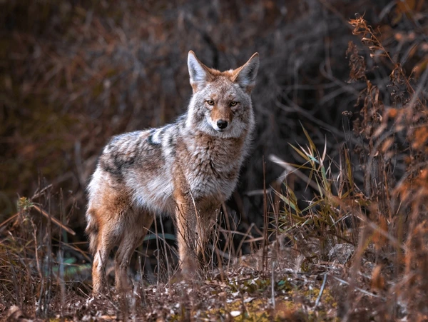 4 Effective Ways to Keep Coyotes Away from Your Property