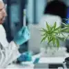 scientist people cannabis research marijuana 260nw 2422946839 e1728149319959