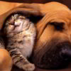 cat and dog