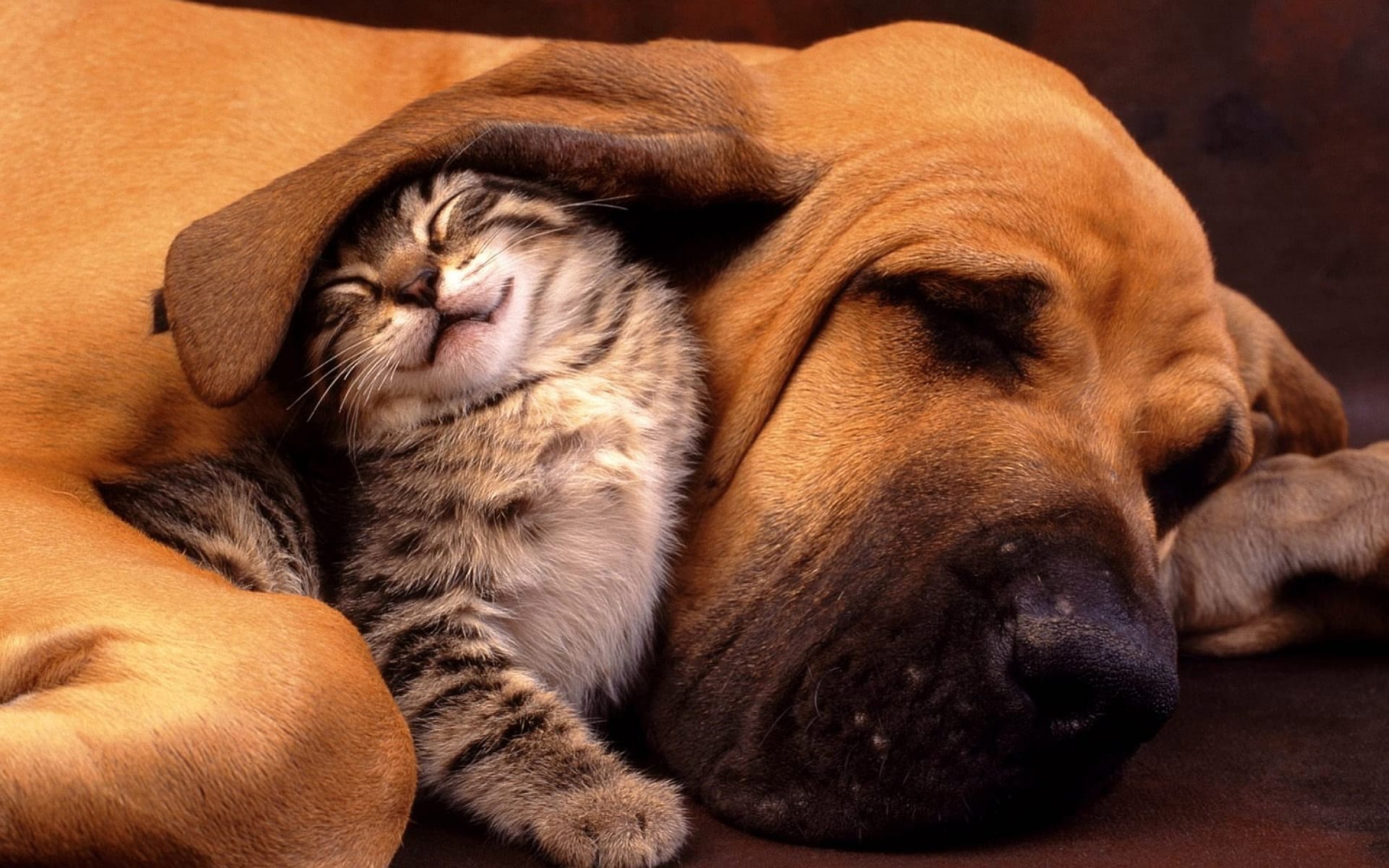 cat and dog