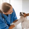 Pet Dental Health: A Critical Component of Your Pet's Overall Wellness