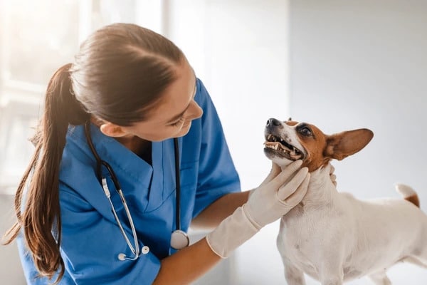 Pet Dental Health: A Critical Component of Your Pet's Overall Wellness