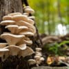 A healthy looking clutch of fresh oyster mushrooms growing out of the base of a dead tree. Shot with shallow depth of field in natural light.